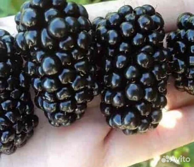 Ежевика 9сортов (саженцы, ягоды, джем)