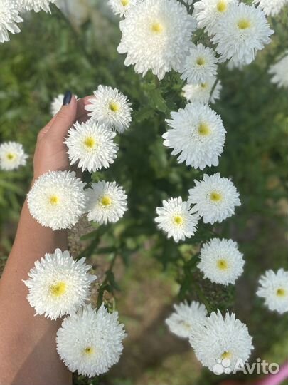 Ромашка махровая Фиона