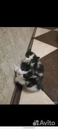 Котята в добрые руки бесплатно