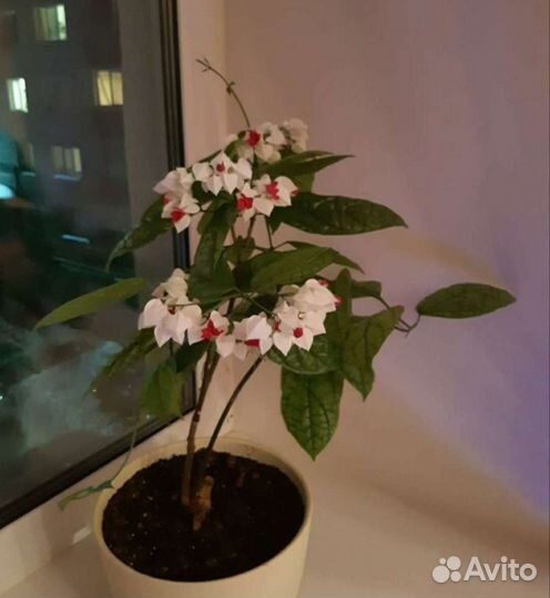 Клеродендрум Томпсон