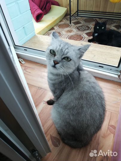 Миниатюрная кошечка