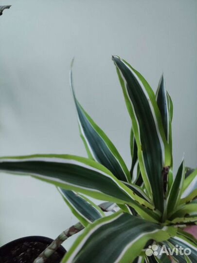 Пальма драцена