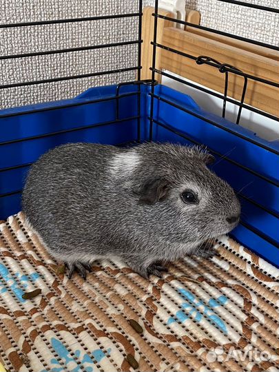 Морская свинка теди