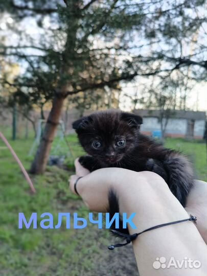 Британская