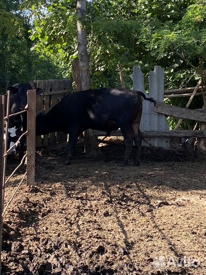 Быки и телки