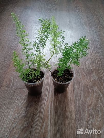 Аспарагус мейера