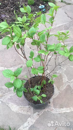 Лимонник лечебный китайский. зкс