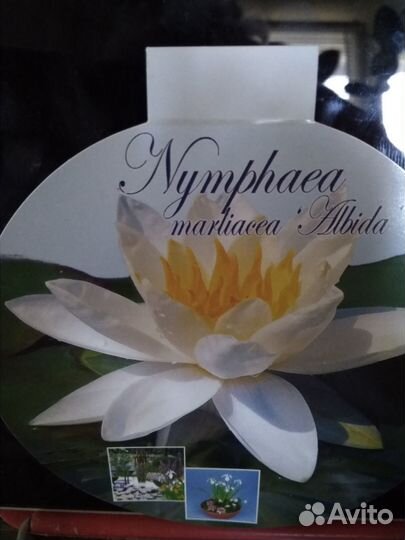 Мини-нимфея