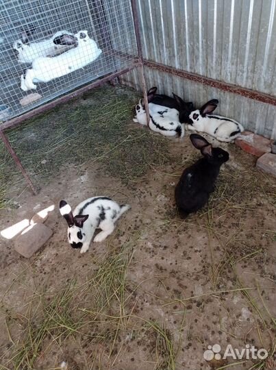 Кролики строкачи