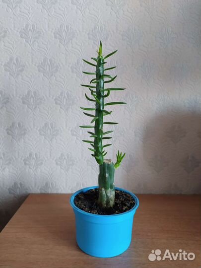 Кактусы