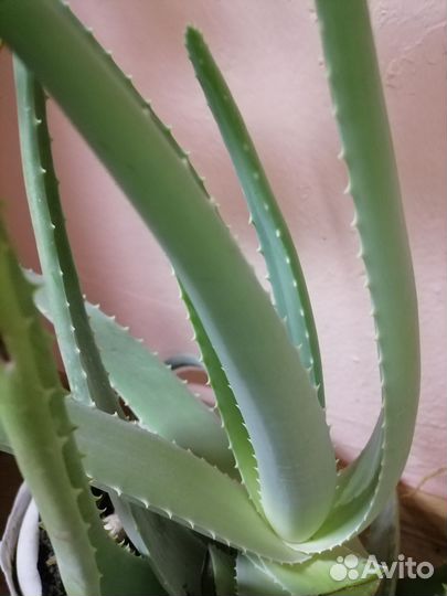 Каланхоэ,алоэ лечебный