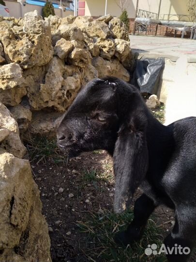 Козочка камори