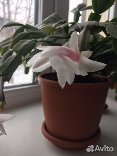 Цветок декабрист