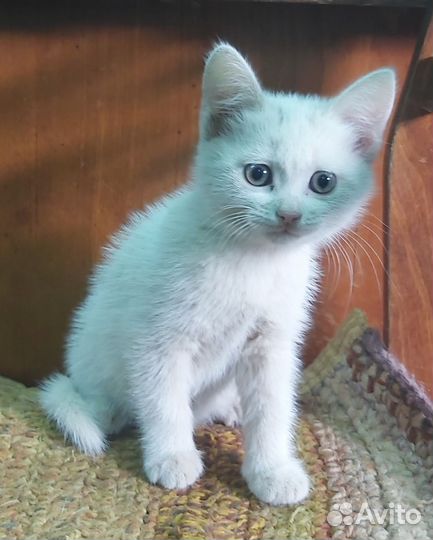 Кошечки в дар