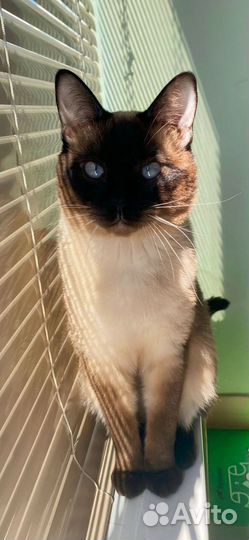 Тайские котята