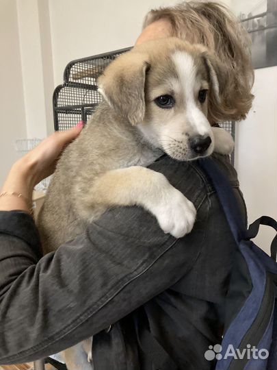 Щенок в добрые руки