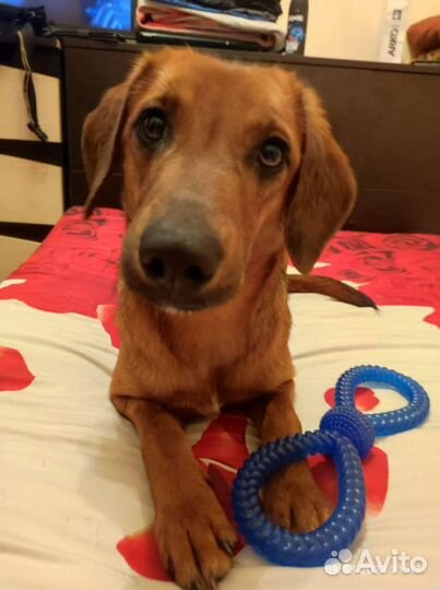 Боварская горная гончая метис