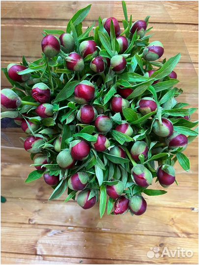 Пионы С доставкой / 31 пион