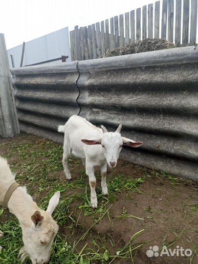 Козлята и молодые козы