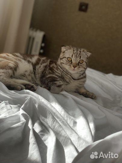 Шотландский кот вязка
