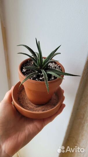 Комнатные цветы : хавортия