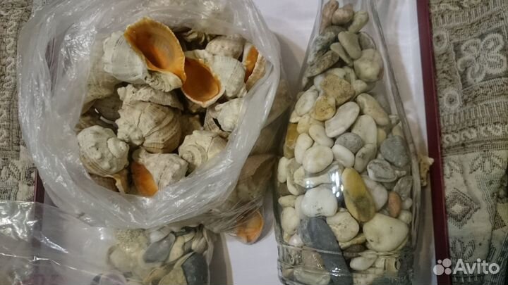 Ракушки камушки. Обмен