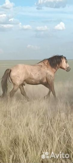 Башкирский Жеребец