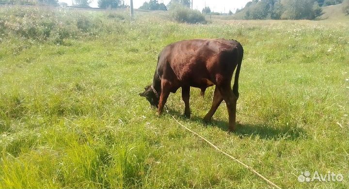 Телята бычки