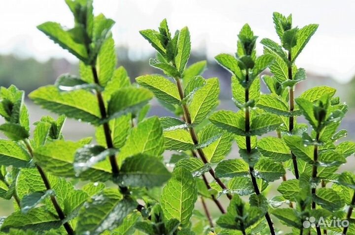 Многолетние растения для сада