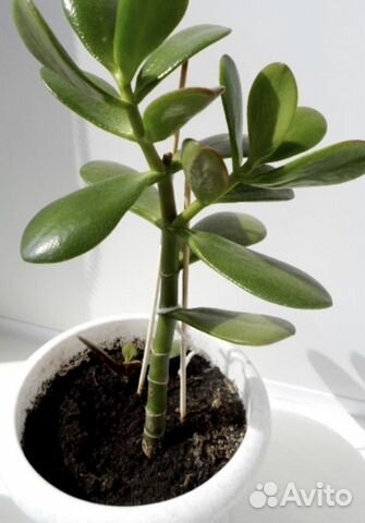 Толстянка «Денежное дерево»