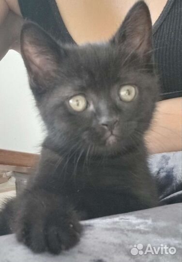 Черный котенок мальчик в добрые руки