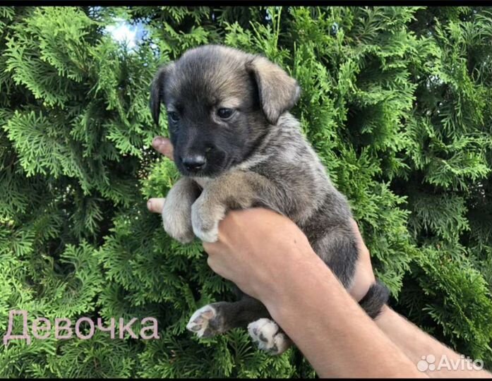 Щенки немецкой овчарки бесплатно