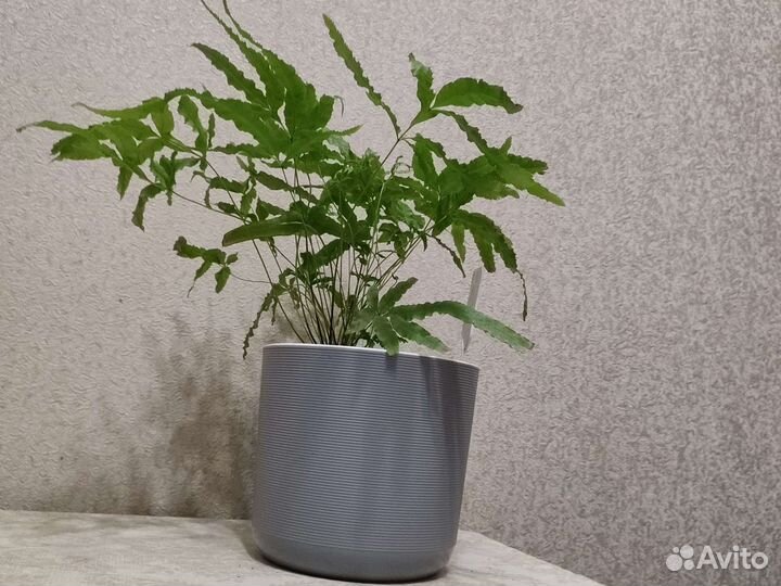 Птерис критский Майи