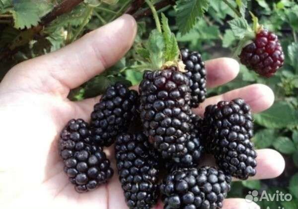 Саженцы ежевики бесшипной