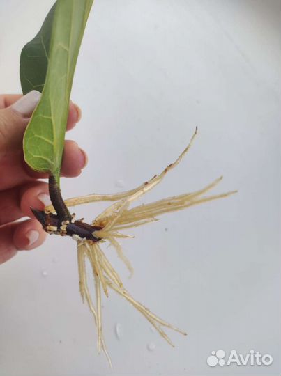 Черенок фикуса лирата бамбино