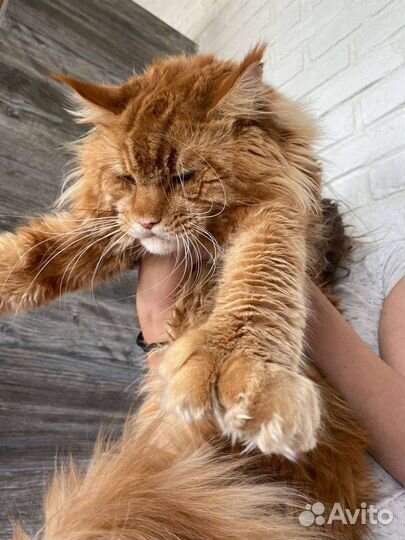 Мейн-кун полидакт вязка