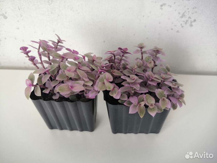 Каллизия Pink panther / розовая пантера