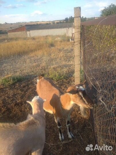 Коза нубийская