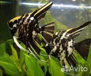 Скалярия Мраморная 3,5 - 4,5 см