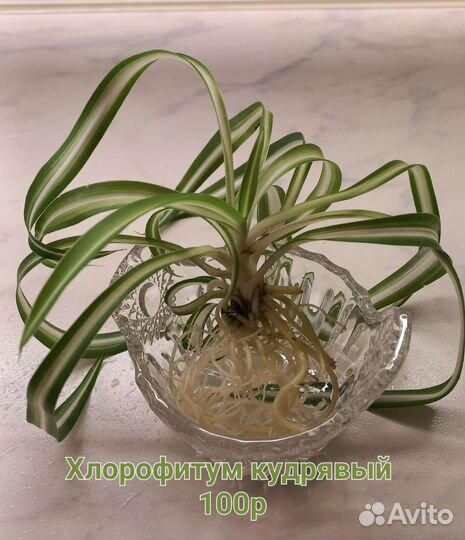 Цветы: хлорофитум,пеперомия,фикус,молочай, и др