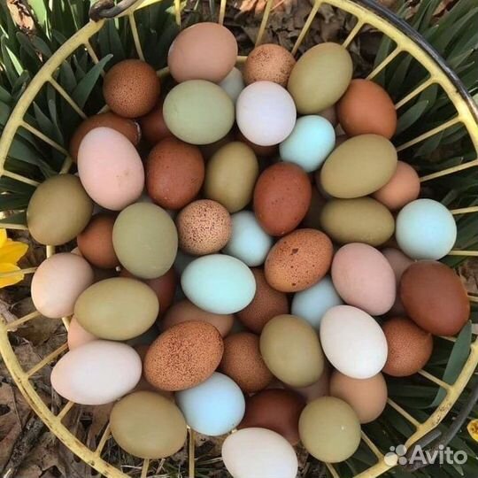 Домашние куриные яйца