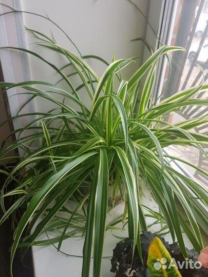 Хлорофитумы