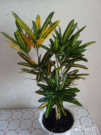 Кротон Санни стар