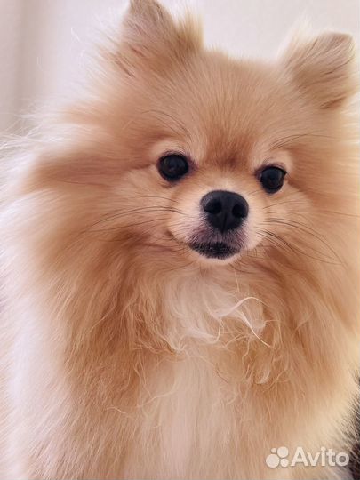 Вязка для девочки шпица