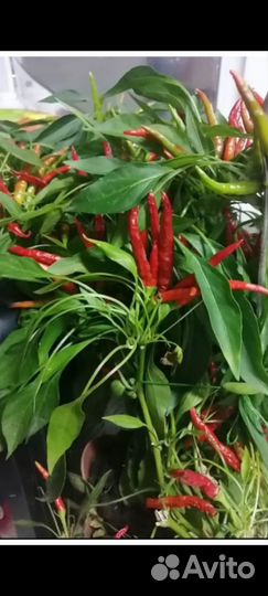 Хойя, перец,герань