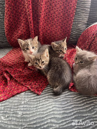 Отдам котенка в добрые руки