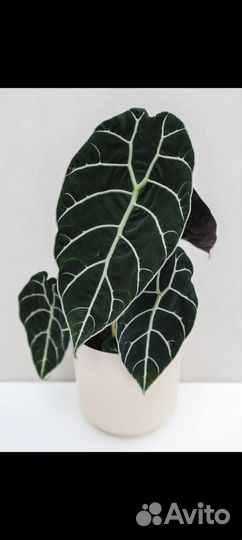 Алоказия pride of corup клубни