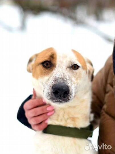 Собака в добрые руки из приюта бесплатно