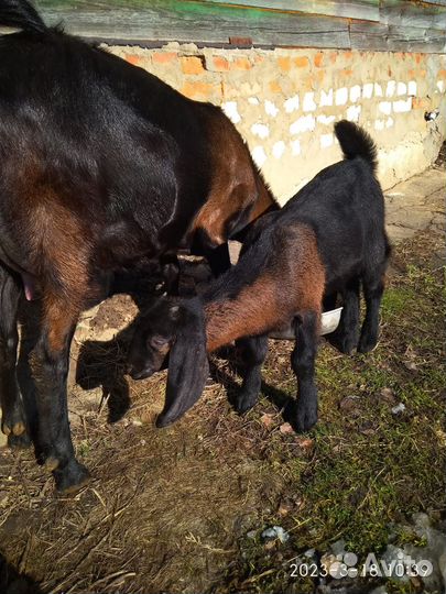 Козье молоко