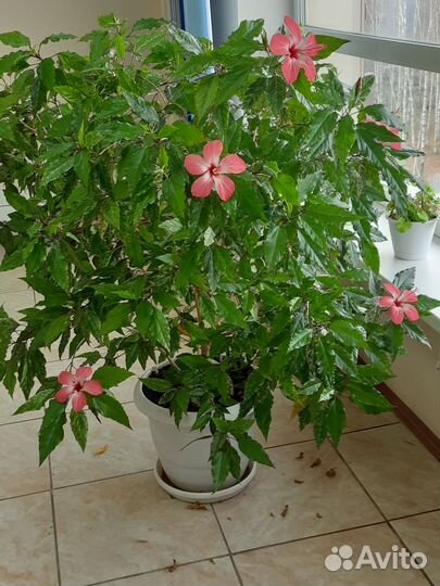 Офисные,комнатные,домашние растения взрослые